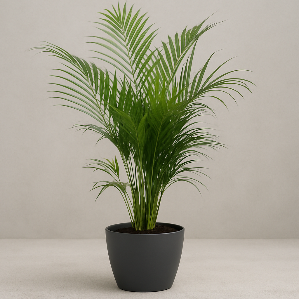 Areca Palme (Dypsis Lutescens) im anthrazitfarbenen Elho-Topf vor neutralem, hellgrauem Hintergrund auf glatter Oberfläche, ideal als stilvolle Zimmerpflanze.