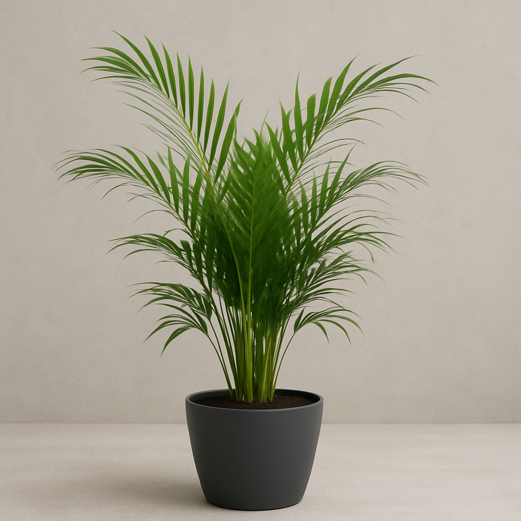 Dypsis Lutescens (Areca Palme) im anthrazitfarbenen Topf, fotografiert aus leicht veränderter Perspektive vor einem hellgrauen, neutralen Hintergrund – moderne Zimmerpflanze mit eleganter Ausstrahlung.