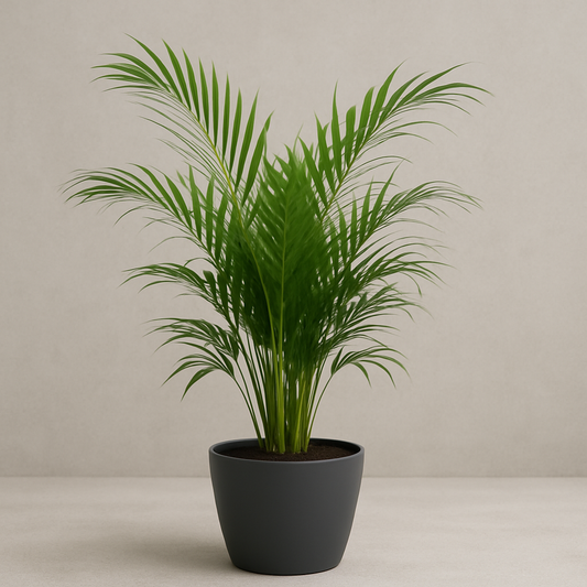 Dypsis Lutescens (Areca Palme) im anthrazitfarbenen Topf, fotografiert aus leicht veränderter Perspektive vor einem hellgrauen, neutralen Hintergrund – moderne Zimmerpflanze mit eleganter Ausstrahlung.