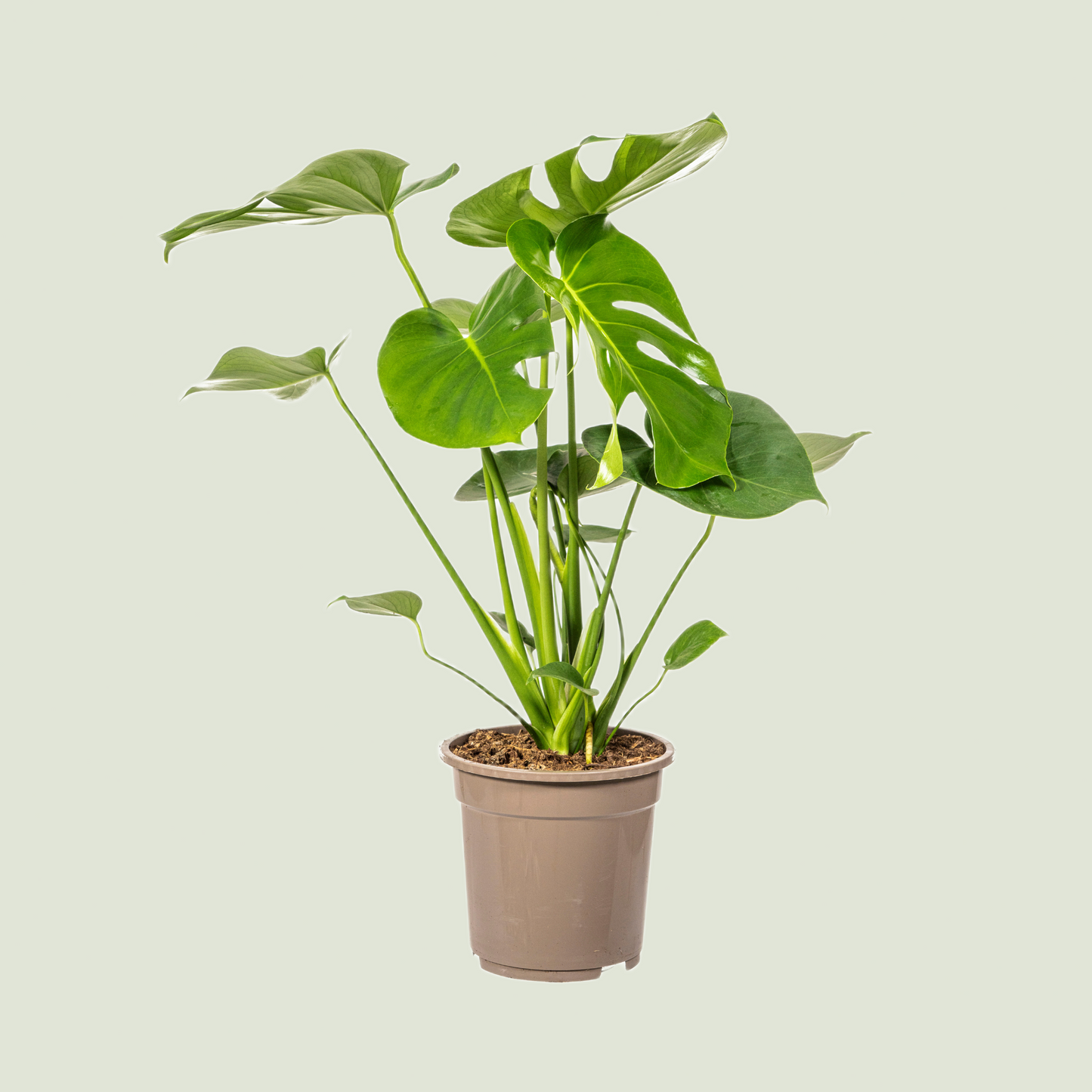 Monstera deliciosa Tauerii in einem beigefarbenen Kunststofftopf vor neutral hellgrünen Hintergrund. Die Pflanze zeigt glänzend grüne, gefensterte Blätter mit charakteristischen Einschnitten und aufrecht wachsenden Stielen.