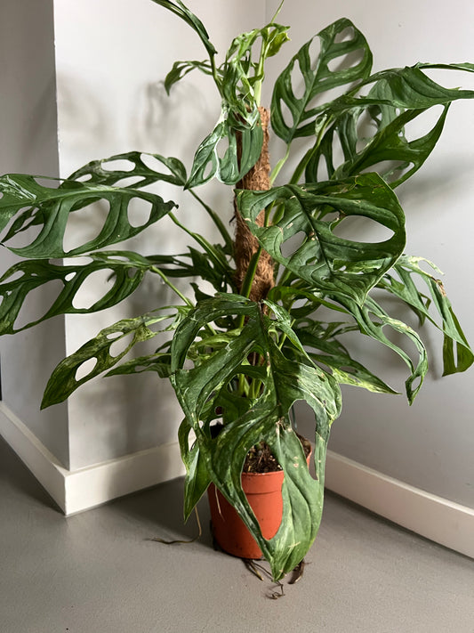 Nahaufnahme der Blätter der Monstera adansonii Indonesian Marble, mit detaillierter Ansicht der durchbrochenen Blattstruktur und der dezenten Variegation.