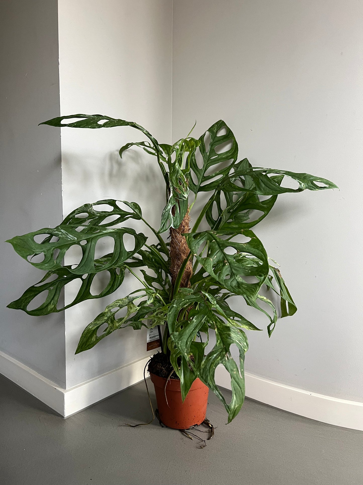 Monstera adansonii Indonesian Marble mit markanten, durchbrochenen Blättern und dezenter Variegation, gestützt von einem Moosstab in einem Topf.