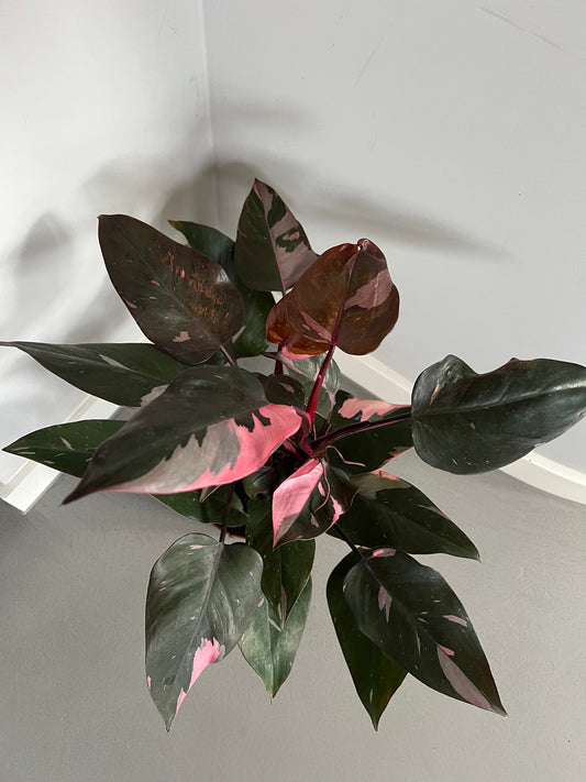 Philodendron Pink Princess von oben fotografiert, mit dunklen Blättern und auffälligen pinkfarbenen Variegationen.