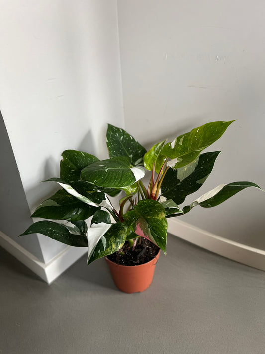 Philodendron White Princess mit weiß-grüner Variegation und pinken Stielen in einem Terrakotta-Topf, aus einem anderen Winkel fotografiert.