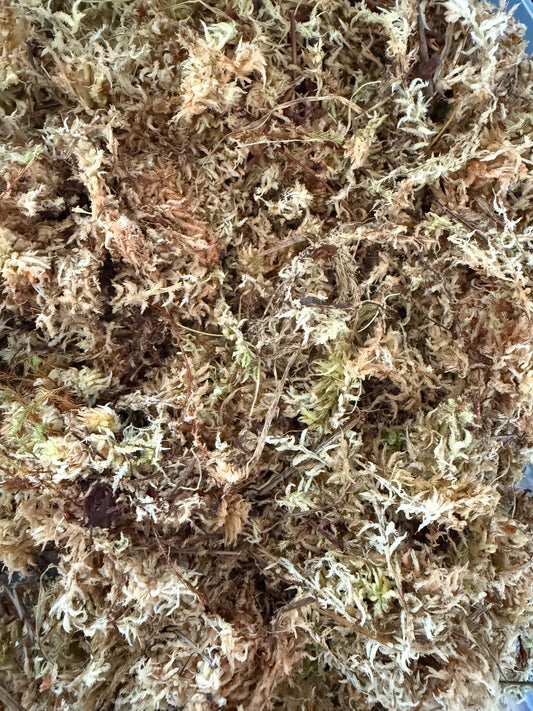 Nahaufnahme von trockenem Sphagnum-Moos, ideal für die Bewurzelung von Stecklingen und zur Verbesserung der Luftfeuchtigkeit.