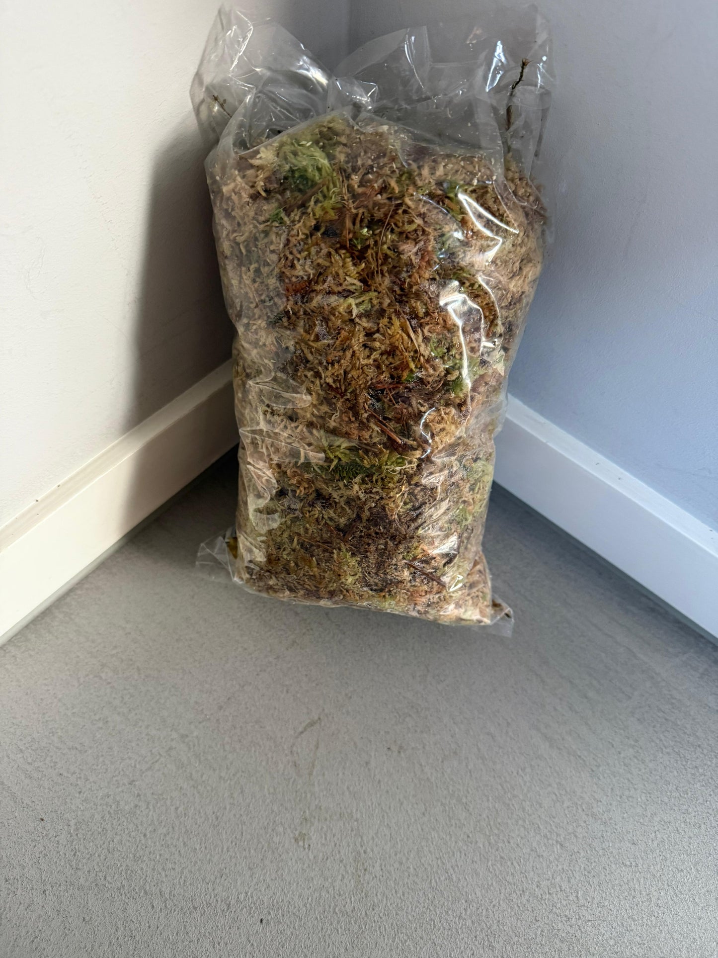 Tüte mit Sphagnum-Moos, Rückansicht. Ideal zur Verwendung bei der Bewurzelung von Stecklingen oder zur Verbesserung der Luftfeuchtigkeit für Pflanzen.