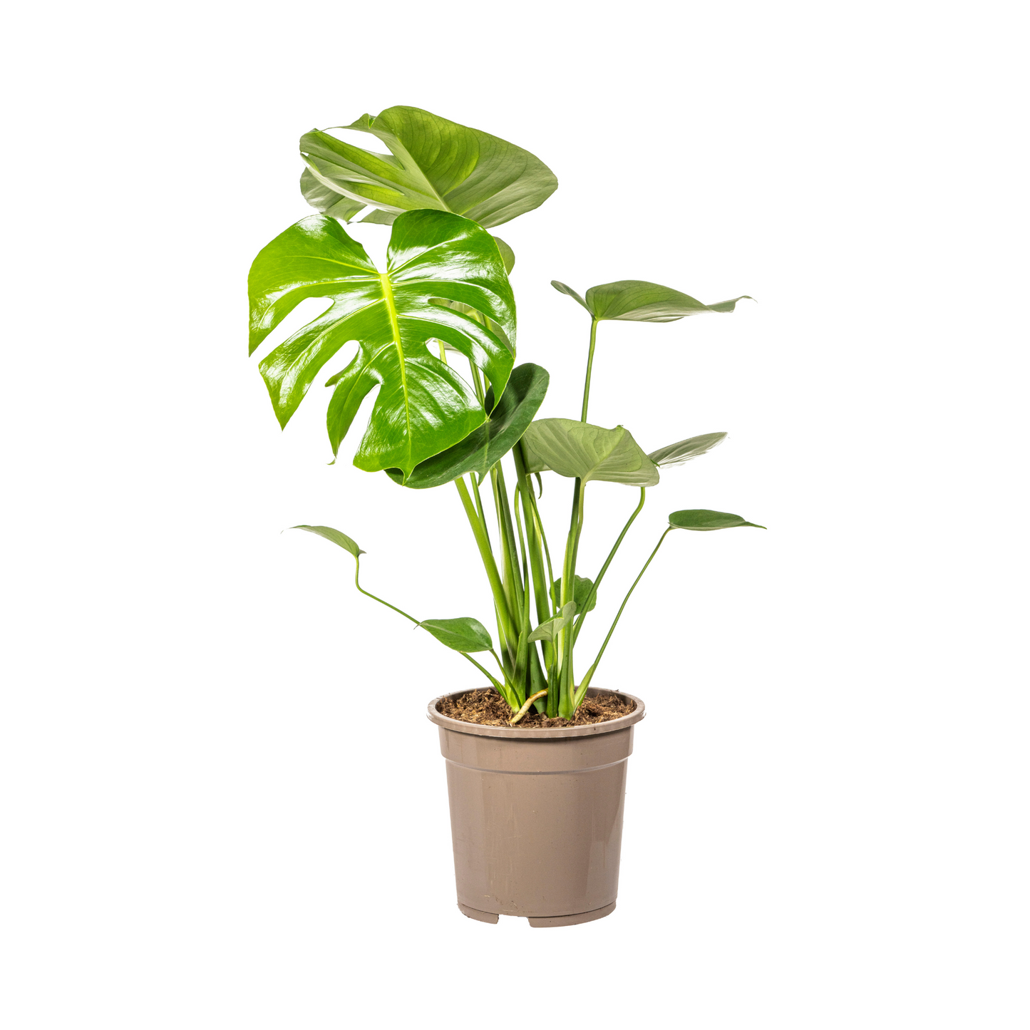 Monstera deliciosa Tauerii