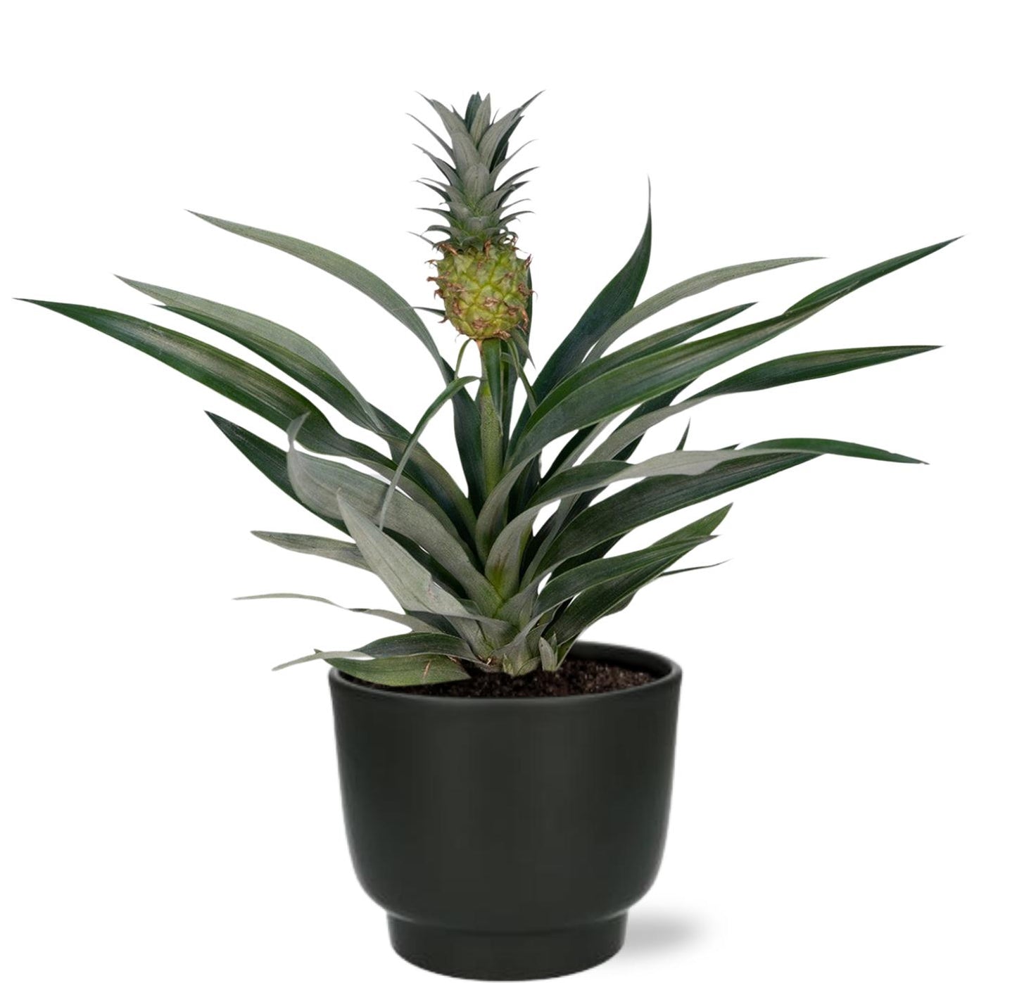 Bromelia Ananas