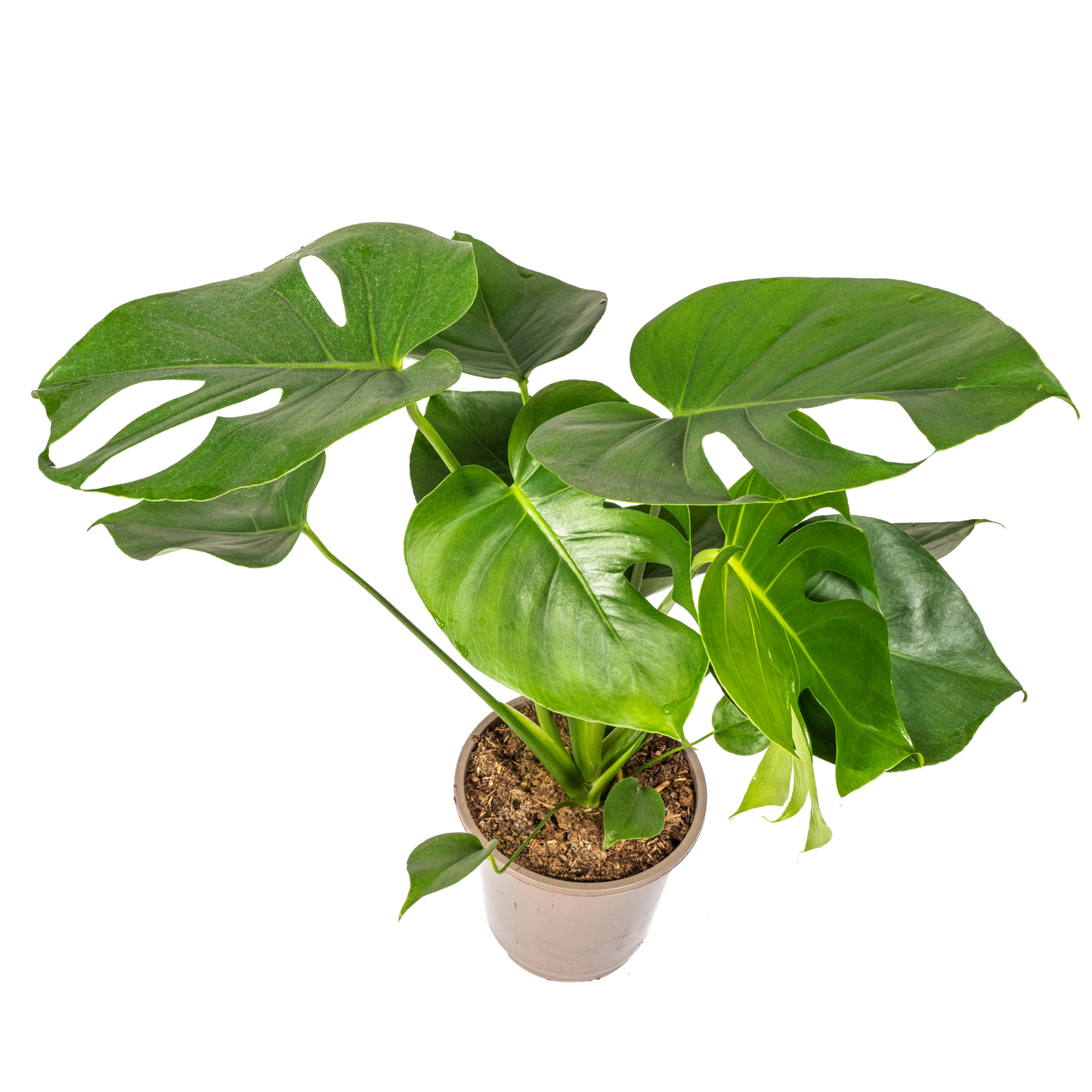 Monstera deliciosa Tauerii