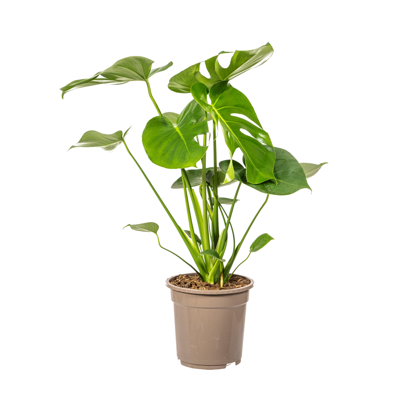 Monstera deliciosa Tauerii