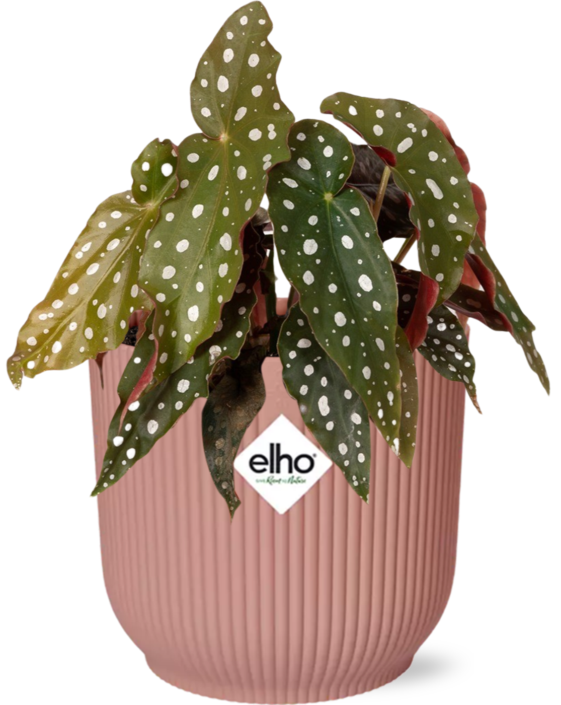 Begonia Maculata