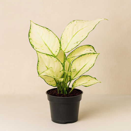Aglaonema White Joy in schwarzem Topf vor neutralem, weichen Hintergrund, mit cremeweißen Blättern und grüner Maserung an den Rändern, perfekt ausgeleuchtet.