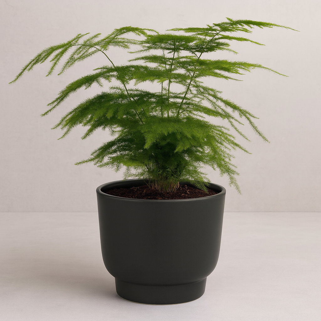 Asparagus Setaceus in mattem, anthrazitfarbenem Blumentopf, zart gefiederte, hellgrüne Blätter