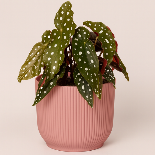 Begonia Maculata