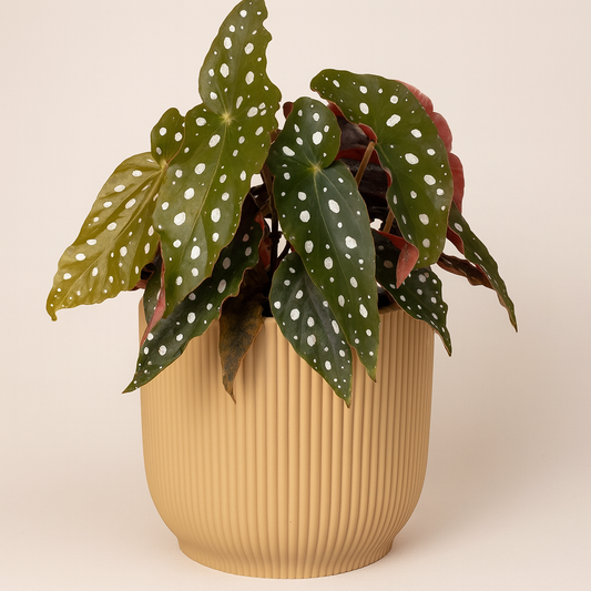 Begonia Maculata