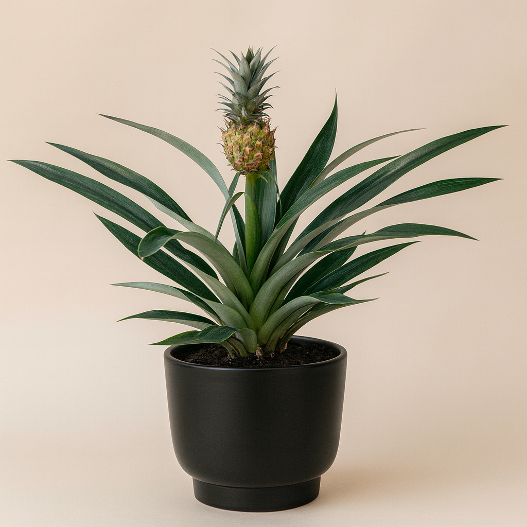 Bromelia Ananas