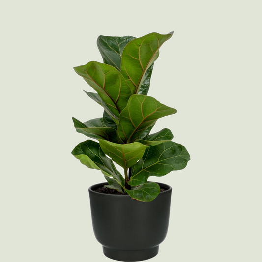 Ficus lyrata (Geigenfeige) in einem schwarzen Topf mit glänzenden, großen, geäderten Blättern vor neutralem Hintergrund.