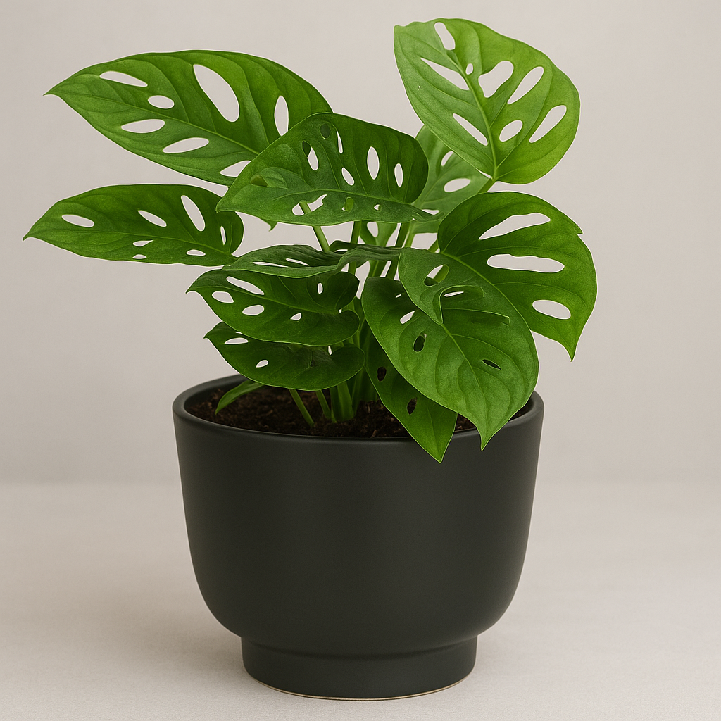 Monstera Monkey Leaf (Monstera adansonii) mit naturgetreu wirkenden, gelochten Blättern in einem mattschwarzen Topf vor einem hellgrauen, dezent strukturierten Hintergrund – ideal für eine hochwertige Produktpräsentation.
