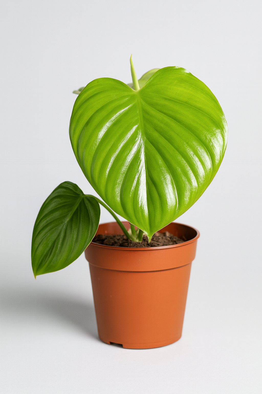 Philodendron Pittieri