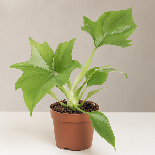 Philodendron mit glänzenden, tief gelappten Blättern in braunem Topf vor neutralem, hellgrauem Hintergrund auf heller Oberfläche.