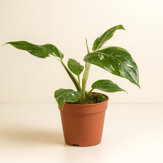 Philodendron White Princess B Grade