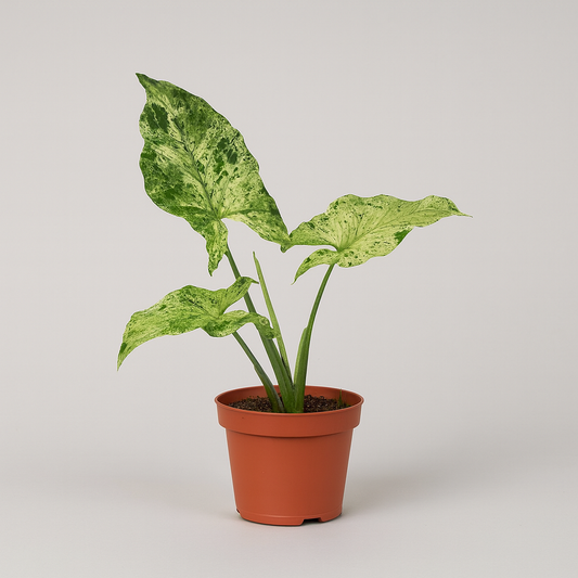 Syngonium Mottled