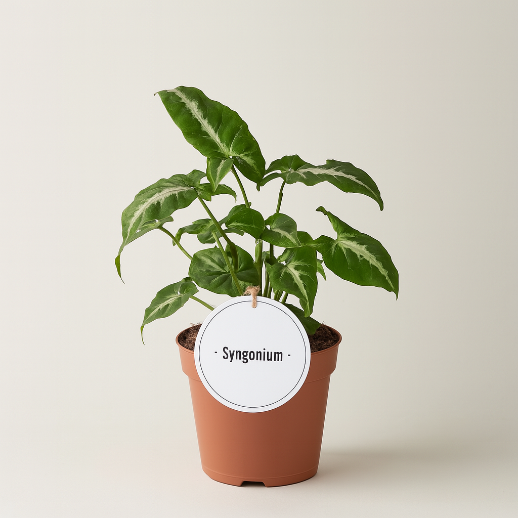 Syngonium Wendlandii