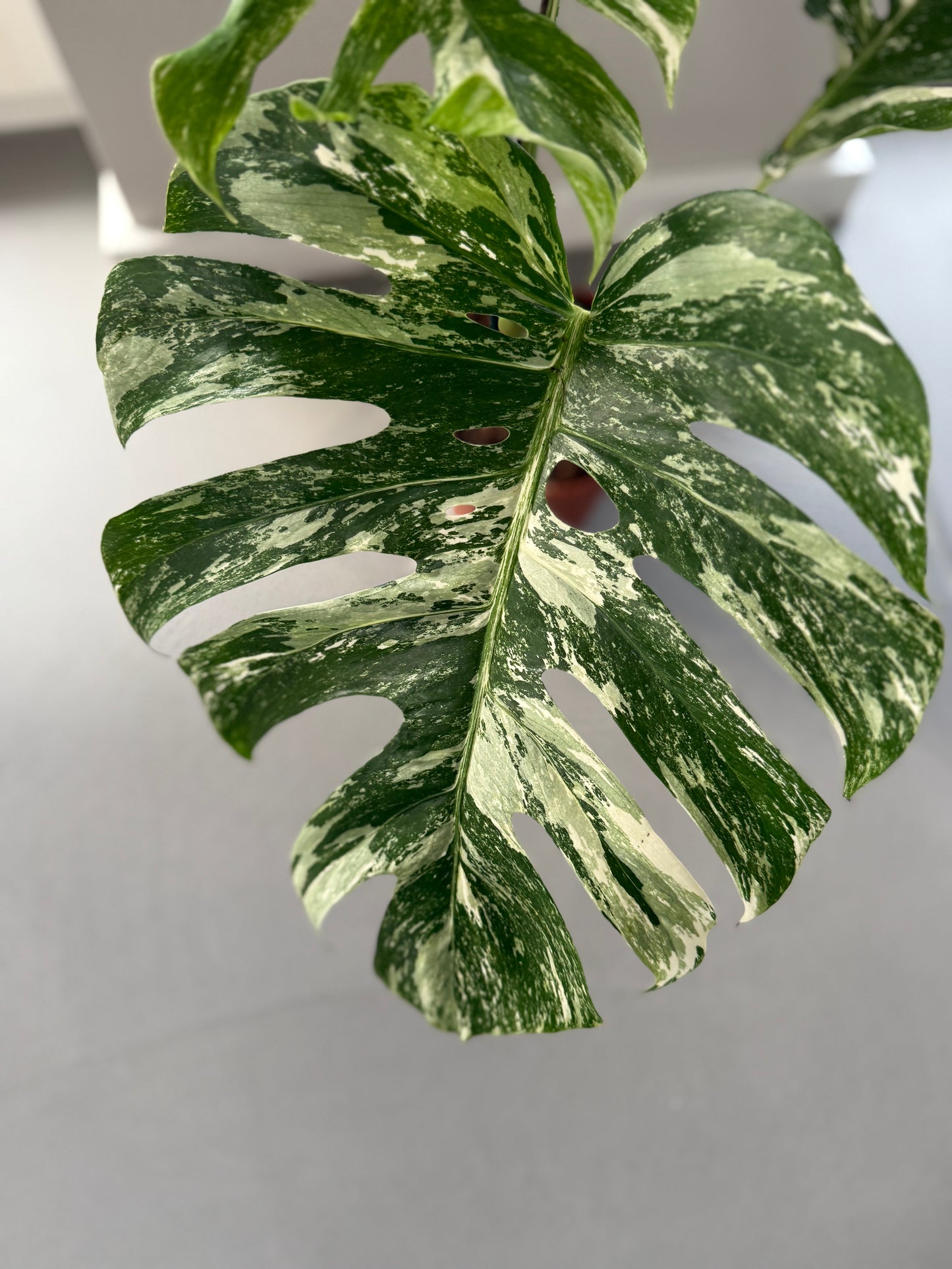 Detailaufnahme eines Blattes der Monstera deliciosa Variegata mit intensiver weiß-grüner Panaschierung und markanter Blattstruktur.