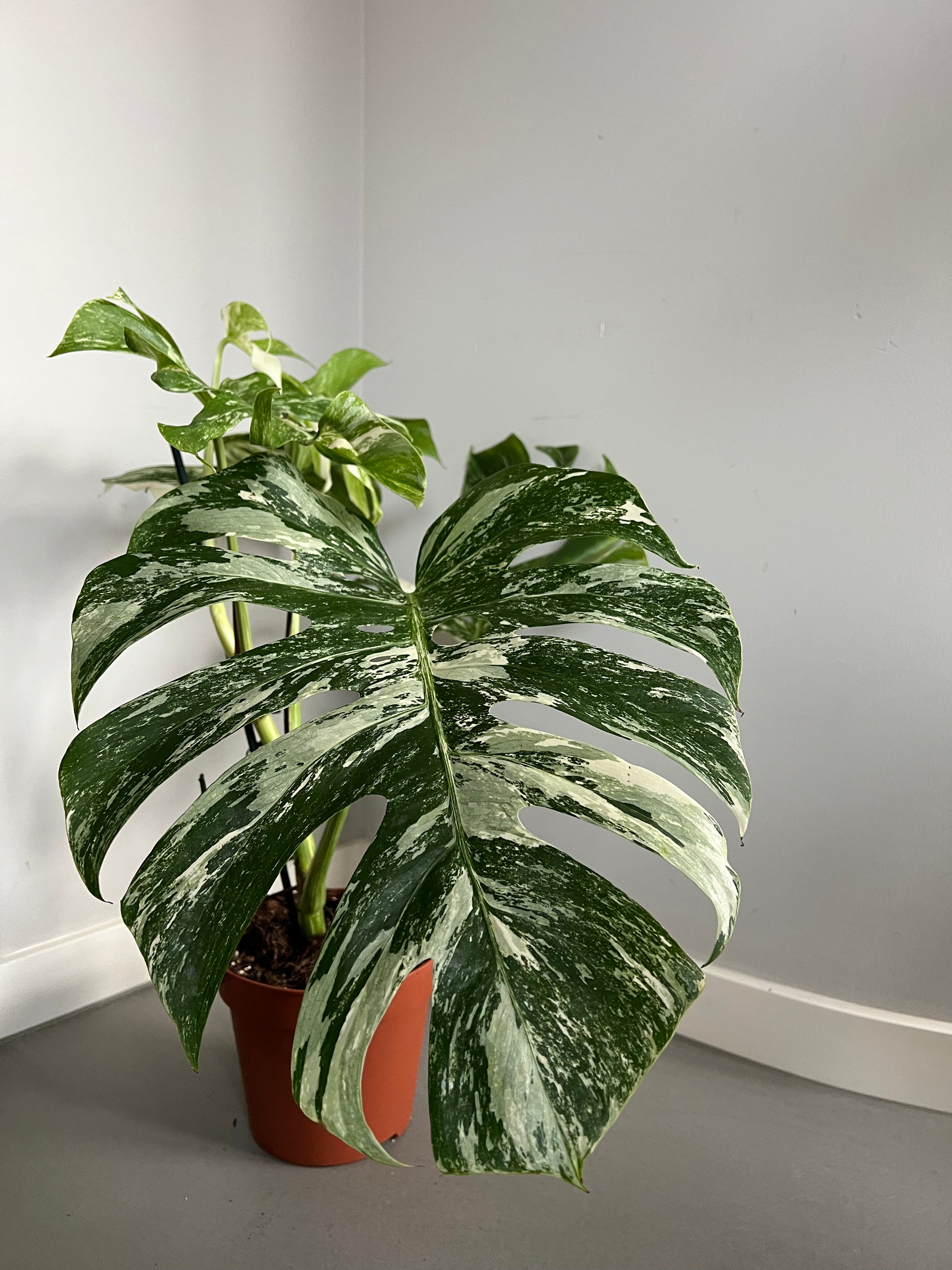 Nahaufnahme eines großen Blattes der Monstera deliciosa Variegata mit weiß-grüner Panaschierung, die die charakteristische Variegation deutlich zeigt.