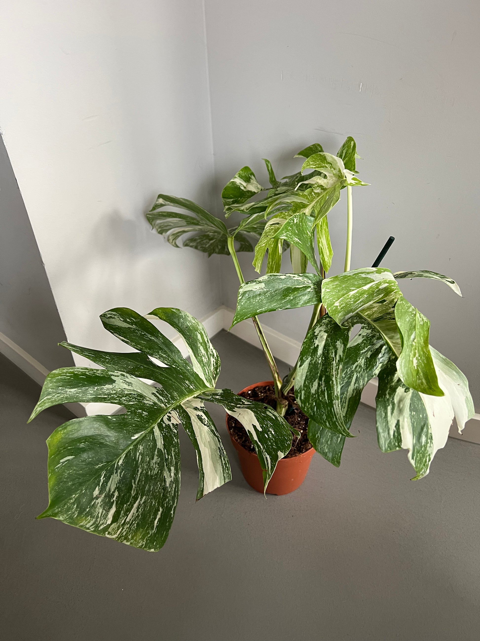 Monstera deliciosa Variegata mit mehreren weiß-grün variierten Blättern, präsentiert in einem Topf, aus einer erhöhten Perspektive fotografiert.