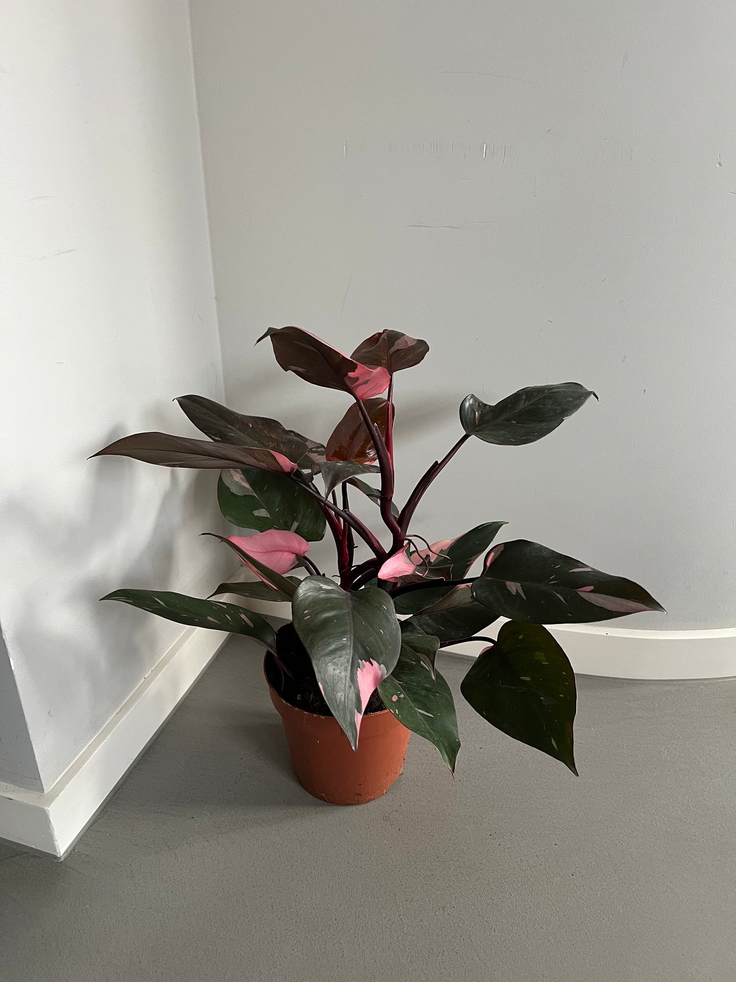 Philodendron Pink Princess in einem Topf, mit dunklen Blättern und markanten pinkfarbenen Variegationen, aus einer frontalen Perspektive.