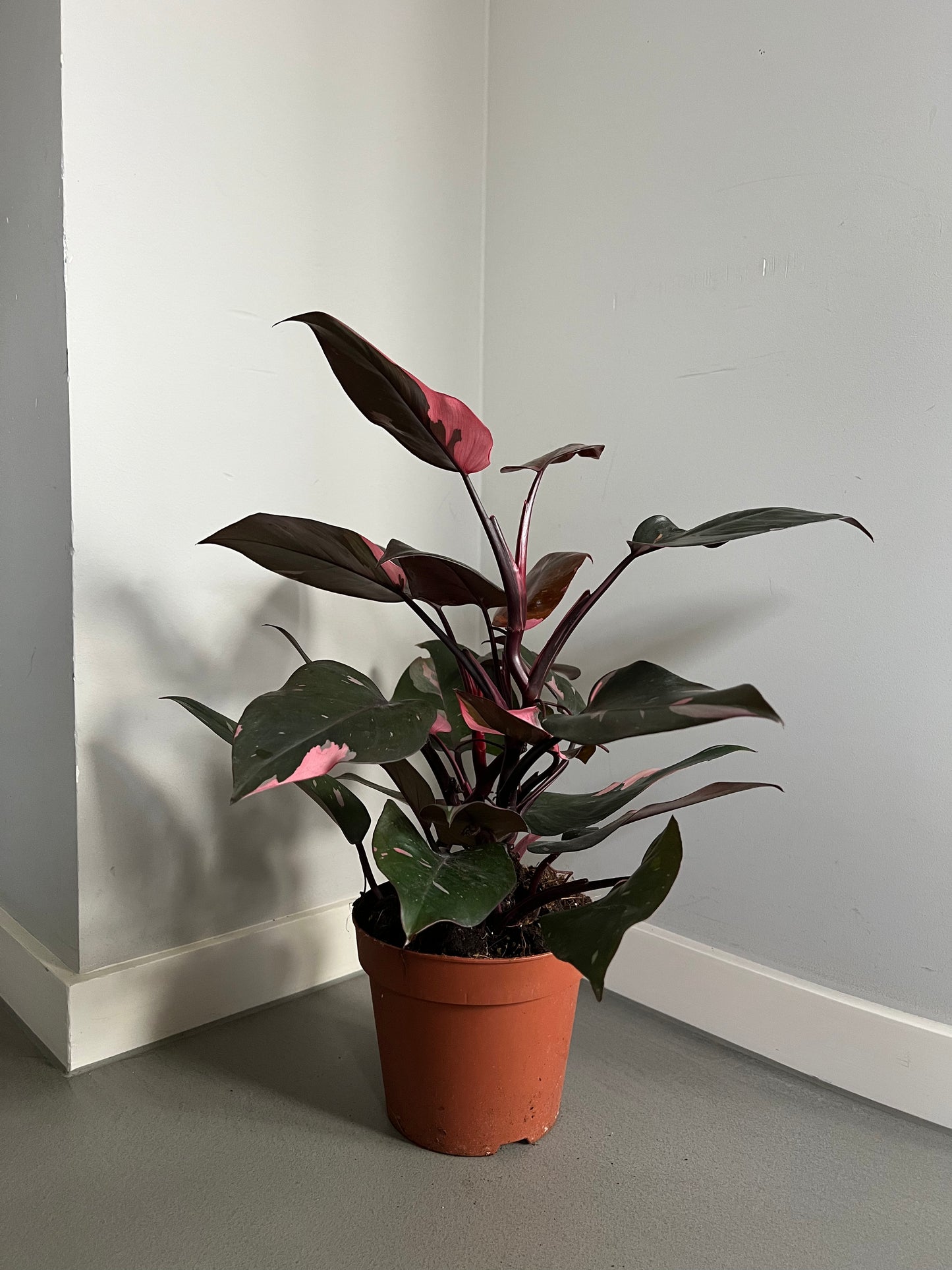 Philodendron Pink Princess mit dunklen, glänzenden Blättern und auffälligen pinkfarbenen Variegationen.