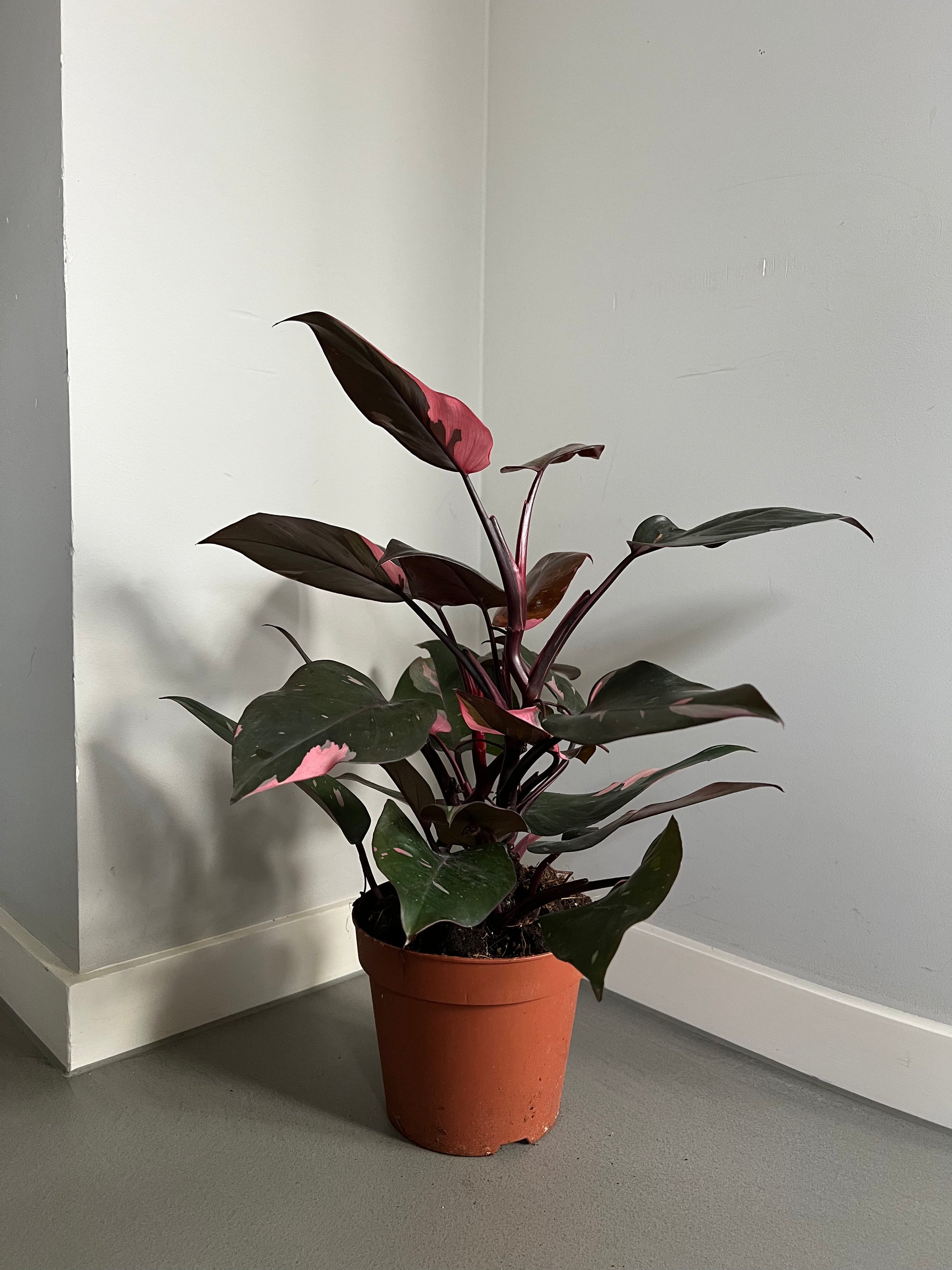 Philodendron Pink Princess mit dunklen, glänzenden Blättern und auffälligen pinkfarbenen Variegationen.