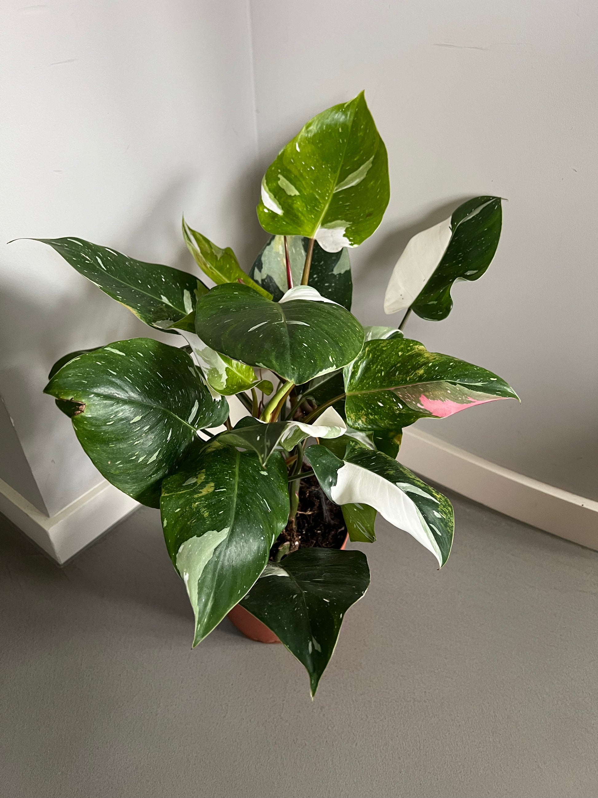 Philodendron White Princess mit auffälliger weiß-grüner Variegation und pinken Stielen, präsentiert in einem Topf aus einer frontalen Perspektive.