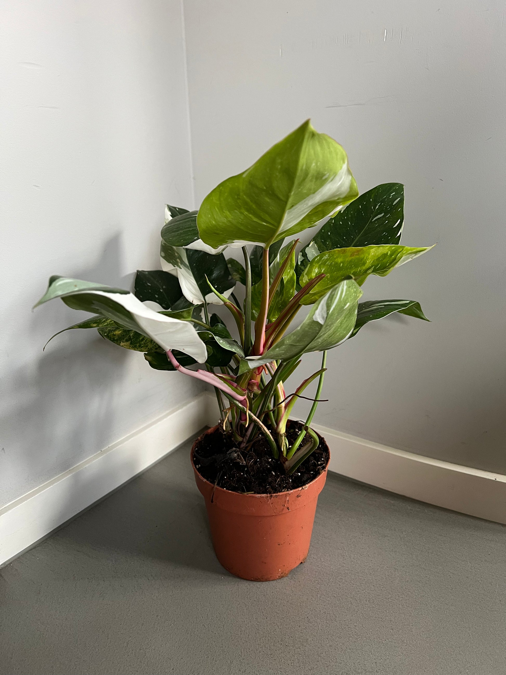 Philodendron White Princess mit markanter weiß-grüner Variegation und pinkfarbenen Stielen in einem Terrakotta-Topf.