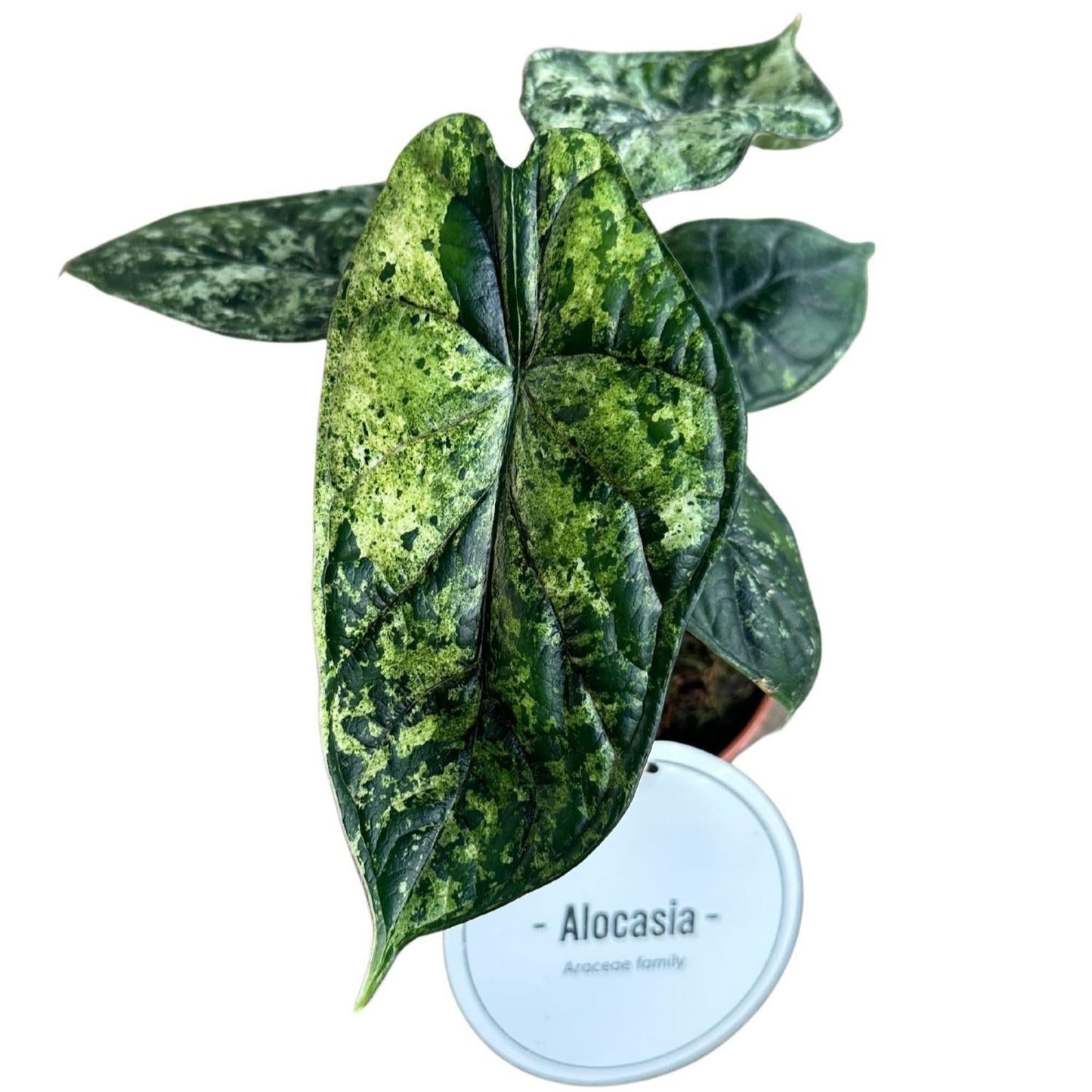 Alocasia Dragon Scale Variegata