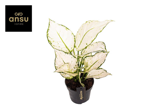 Aglaonema White Joy in schwarzem Topf vor neutralem, weichen Hintergrund, mit cremeweißen Blättern und grüner Maserung an den Rändern, perfekt ausgeleuchtet.