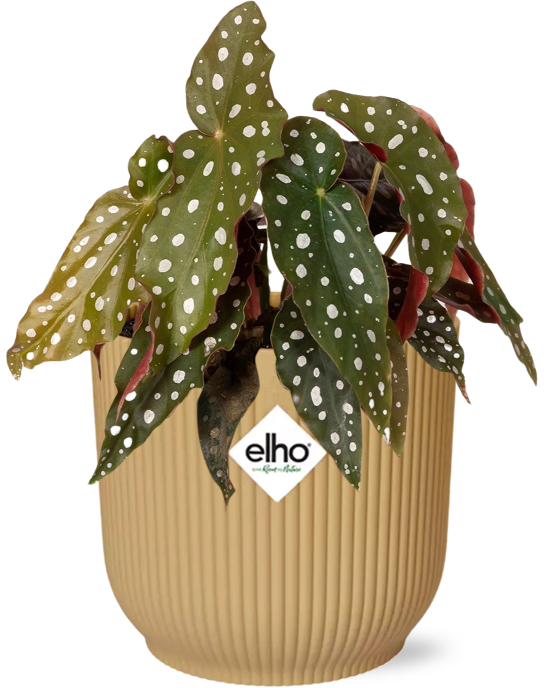 Begonia Maculata