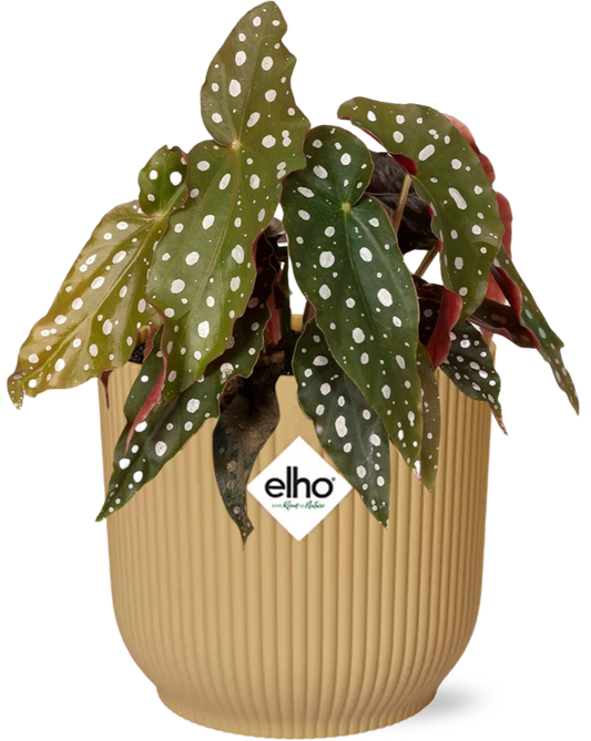 Begonia Maculata