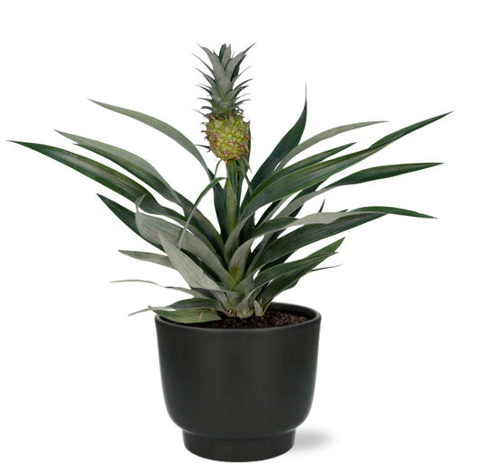 Bromelia Ananas