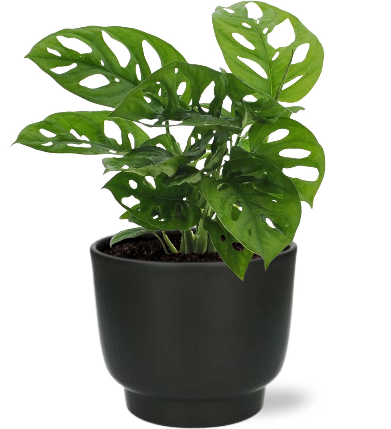 Monstera Adansonii (Monkey Leaf)