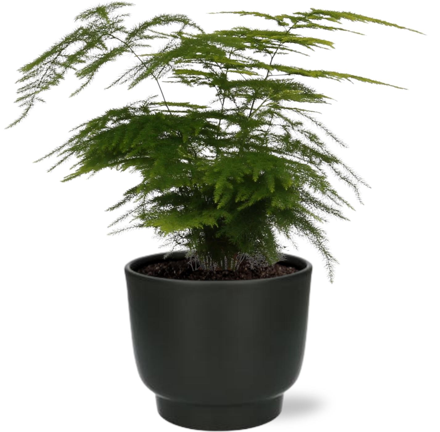 Asparagus Setaceus