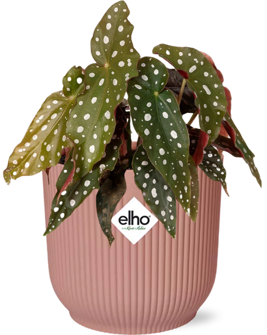 Begonia Maculata